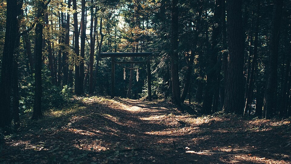 A shaded woodland trail leading toward a wooden gateway