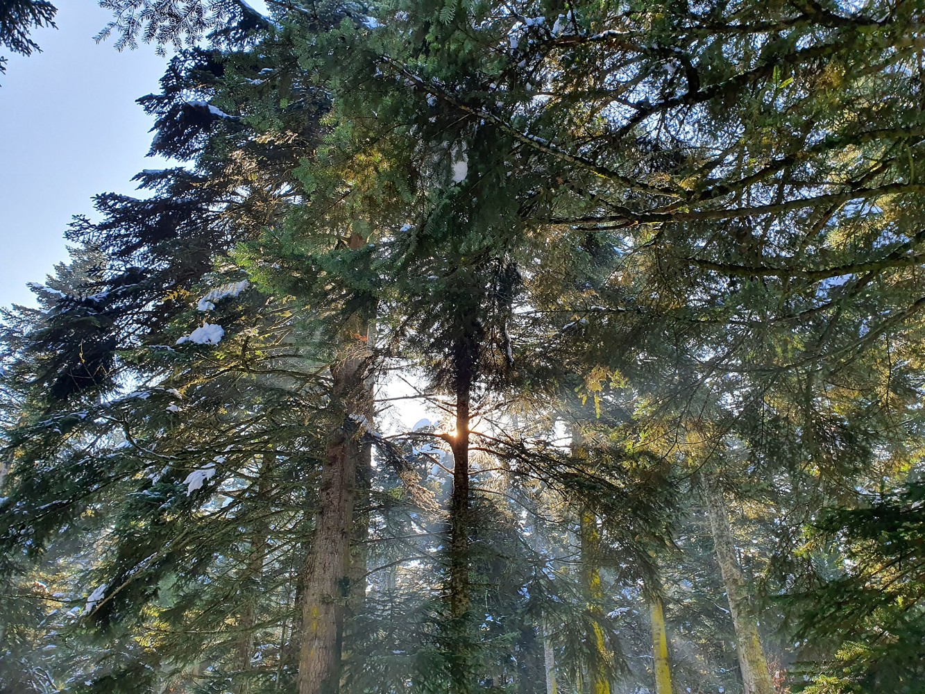 Sunlight filtering through green forest trees