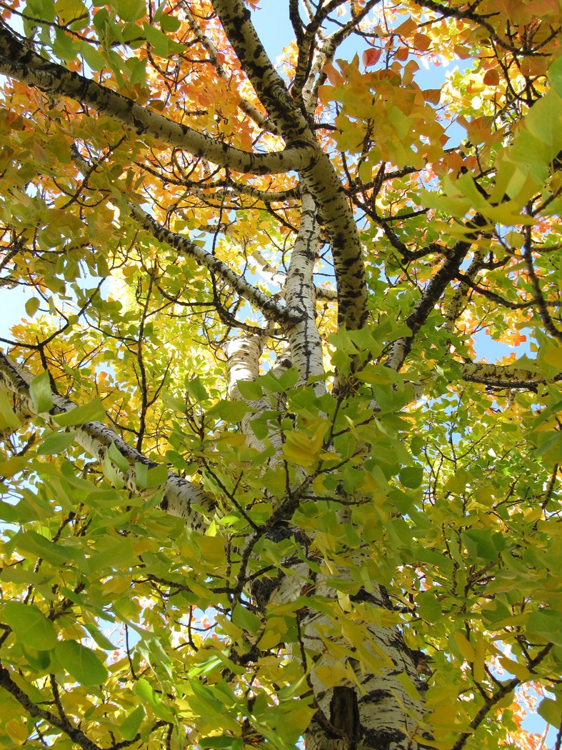 Sunlight shining through the leaves of an aspen tree