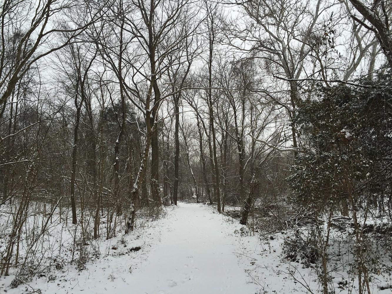 Tree-lined walking path in soft morning light
