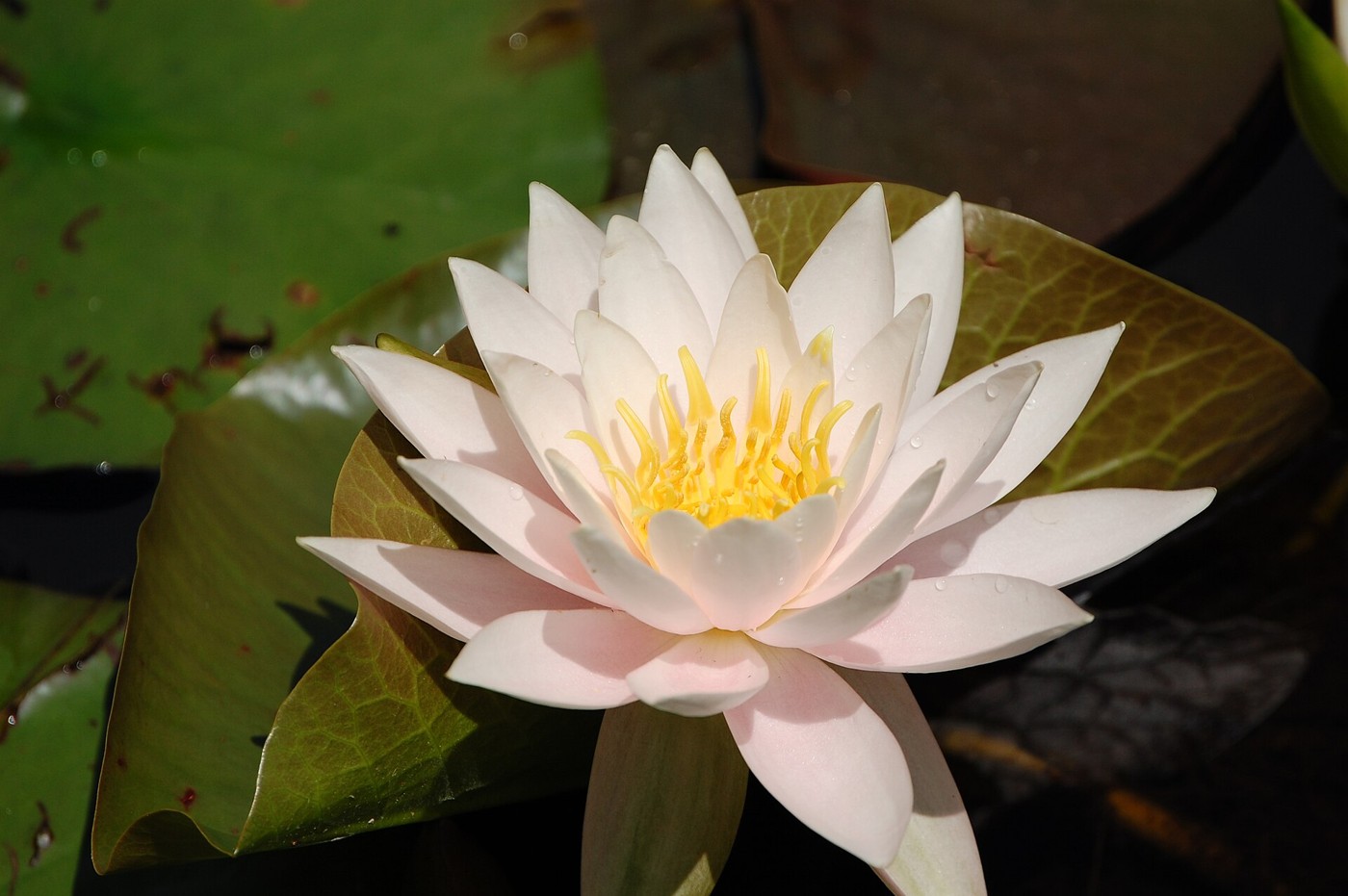 A white water lily on water
